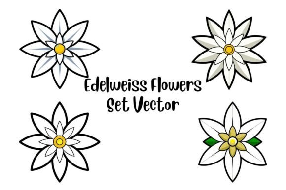 Edelweiss Flowers Set Vector: Graphics & Illustrations