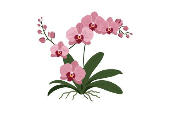 Pink Orchid Flat Graphics & Illustrations Review