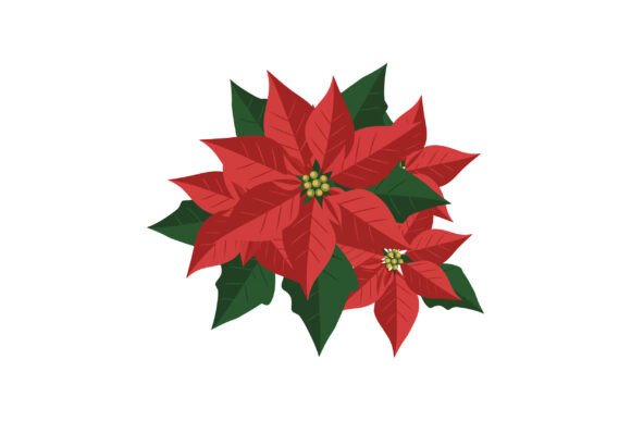 Poinsettia Flowers: Festive Graphics & Illustrations