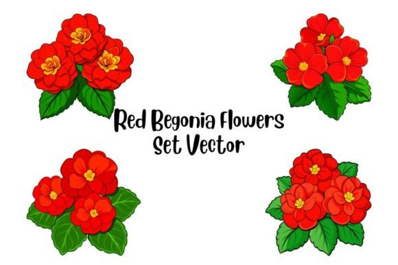 Red Begonia Flowers Set Vector: Premium Graphics & Illustrations